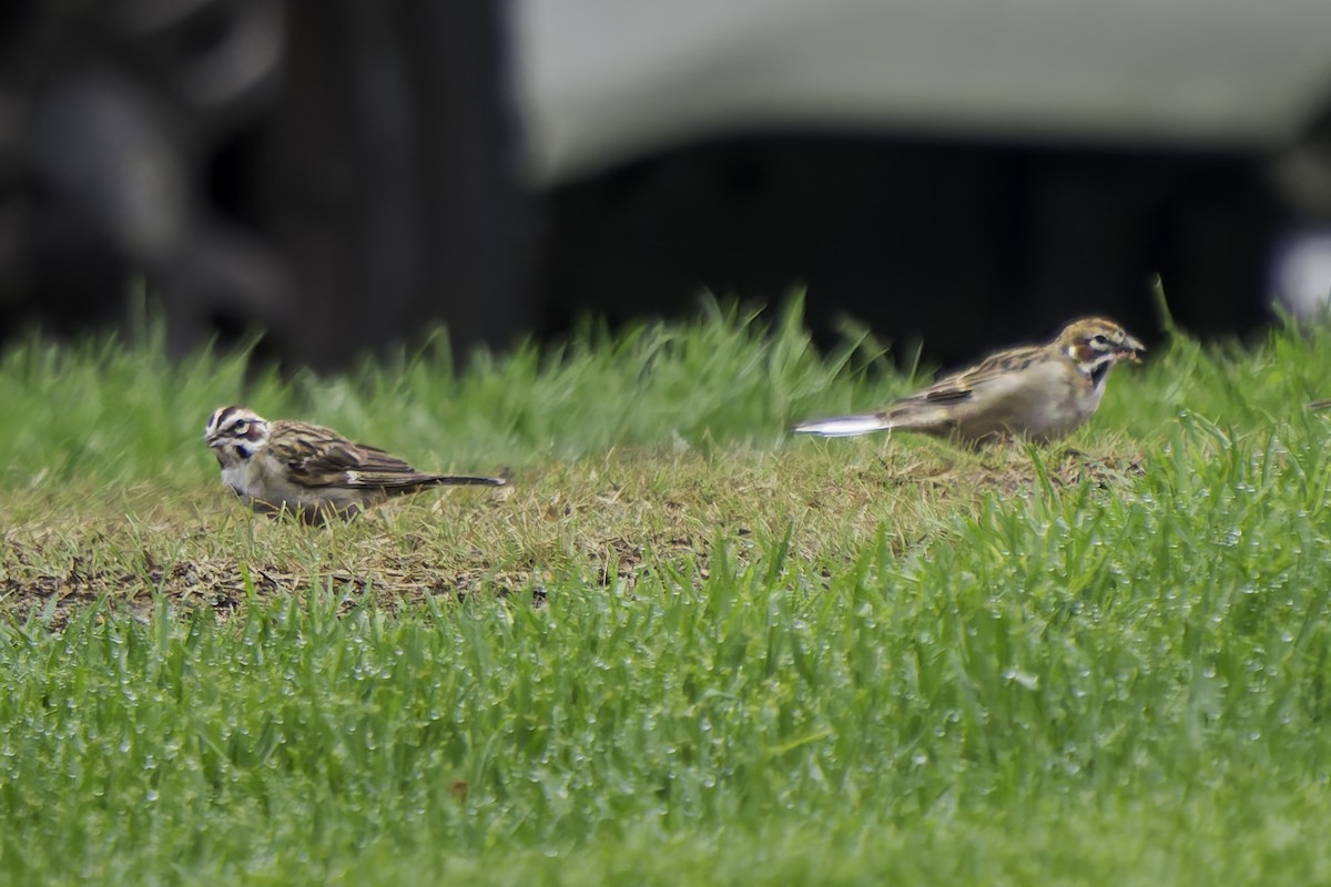 Lark Sparrow - Gordon Norman