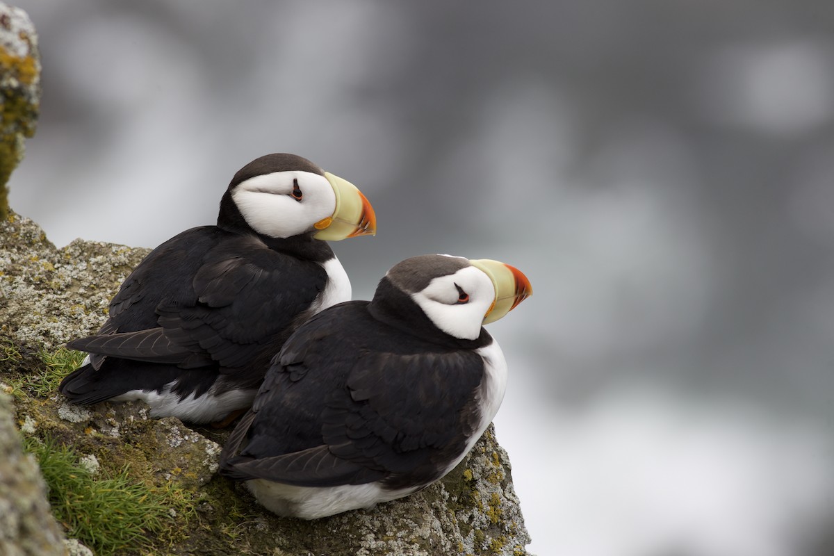 Horned Puffin - ML623822369