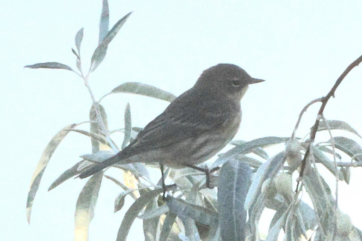 Yellow-rumped Warbler (Myrtle) - ML623822384