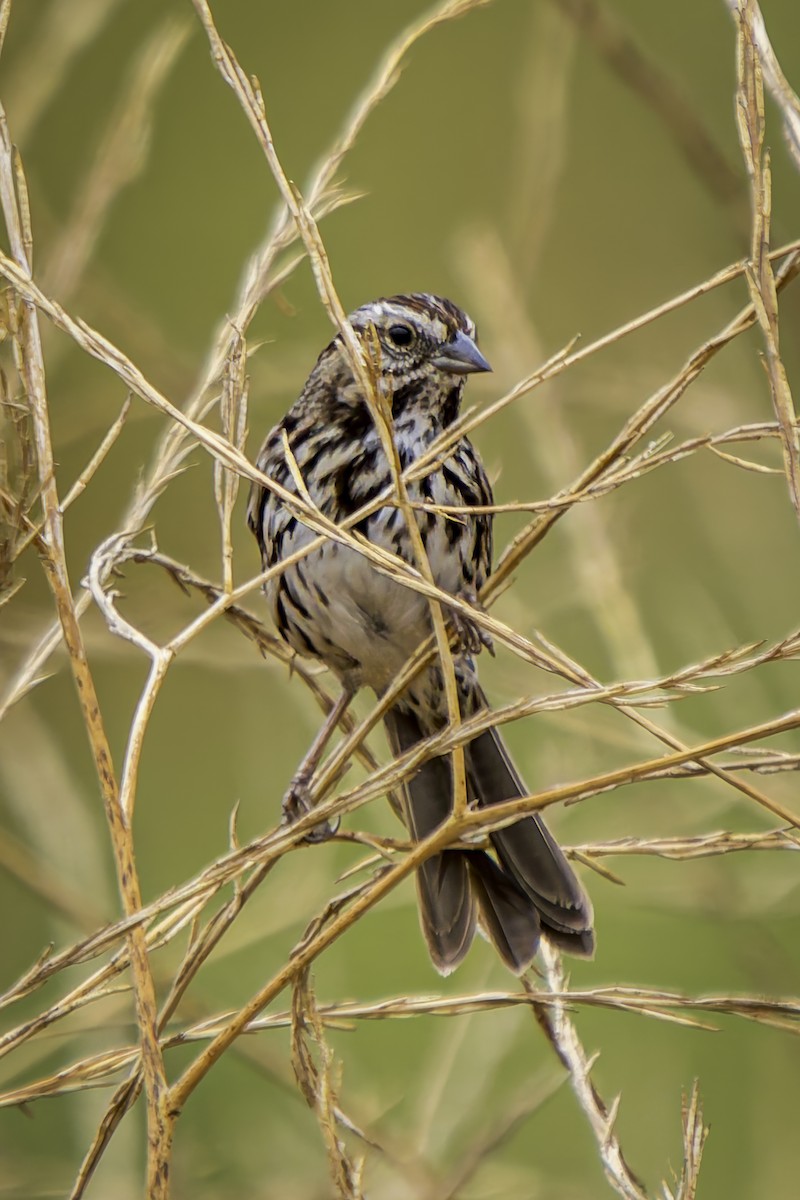 Song Sparrow - ML623822385