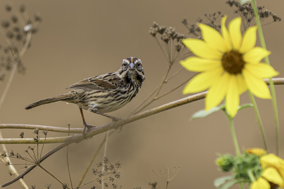 Song Sparrow - ML623822387