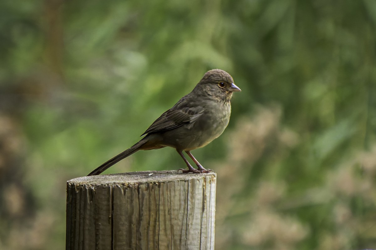 California Towhee - ML623822421