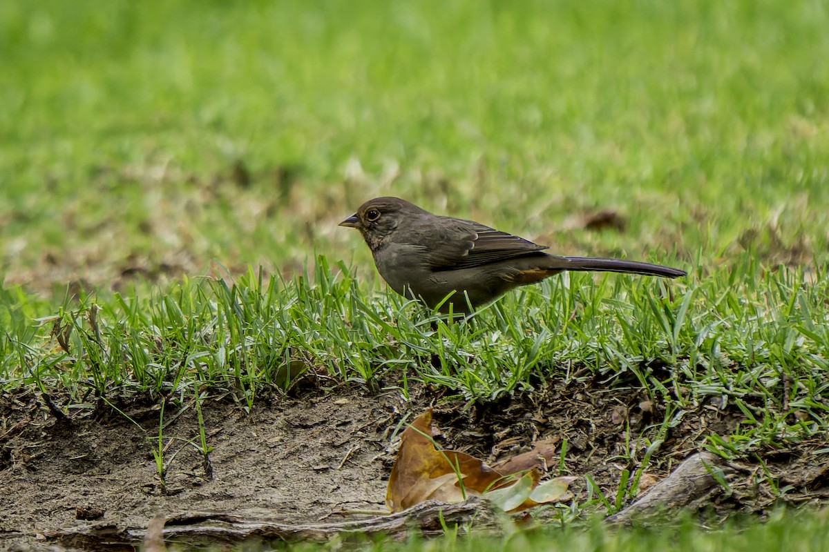 California Towhee - ML623822422