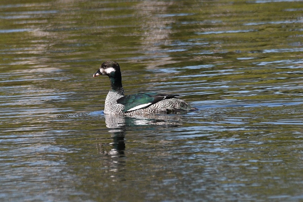 Green Pygmy-Goose - ML623822425