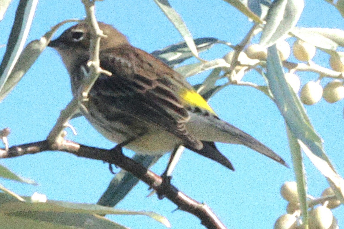 Yellow-rumped Warbler (Myrtle) - ML623822426