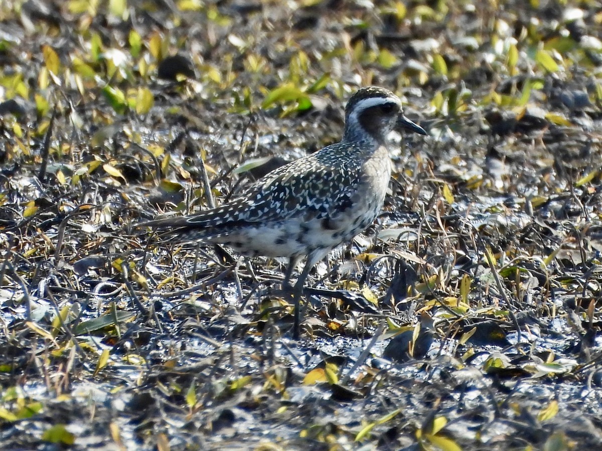 American Golden-Plover - ML623822434