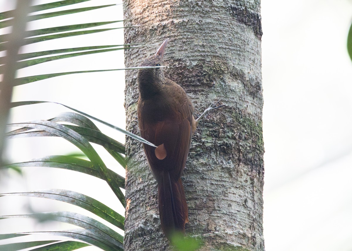 Amazonian Barred-Woodcreeper (Jurua) - ML623822439