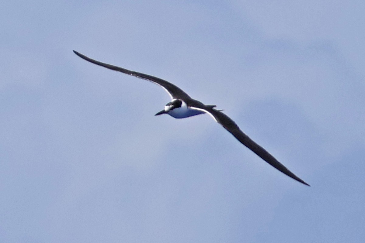 Sooty Tern - ML623822457