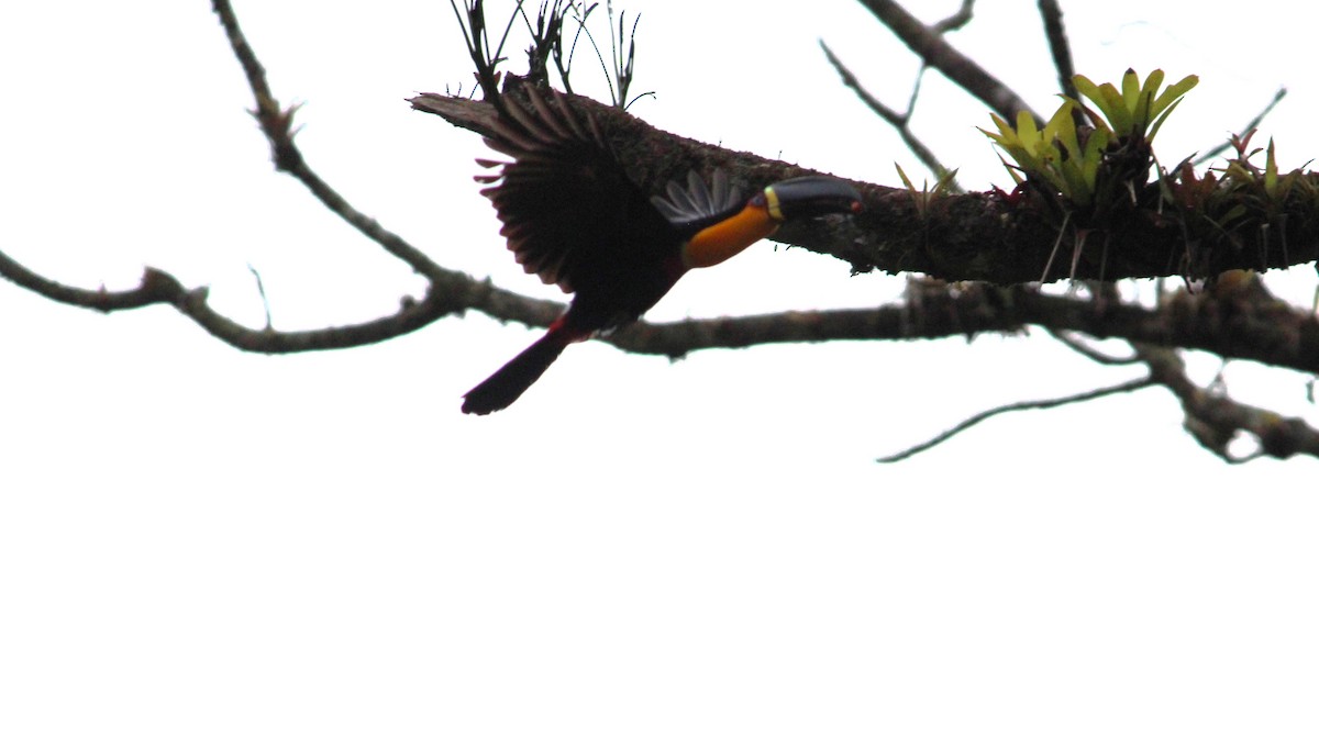 Channel-billed Toucan - ML623822464