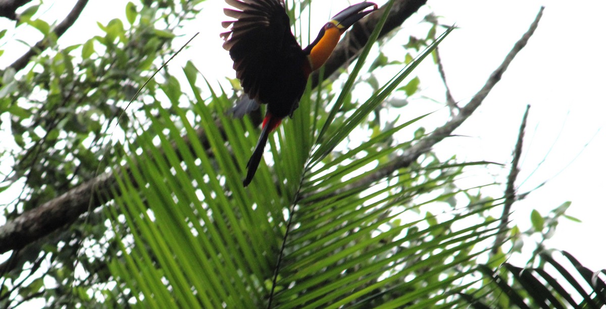 Channel-billed Toucan - ML623822465