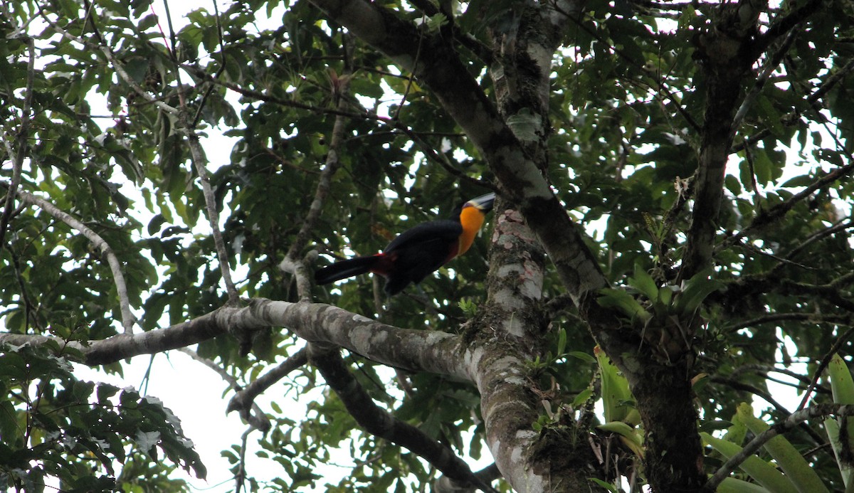 Channel-billed Toucan - ML623822471