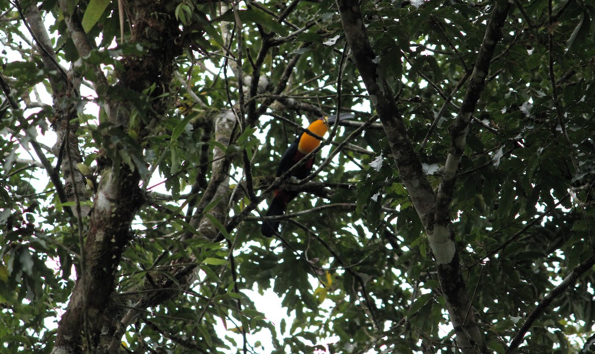 Channel-billed Toucan - ML623822472