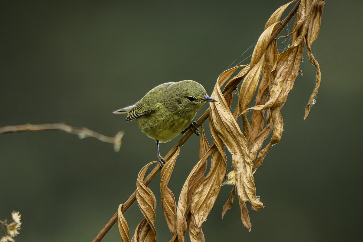 Orange-crowned Warbler - Gordon Norman