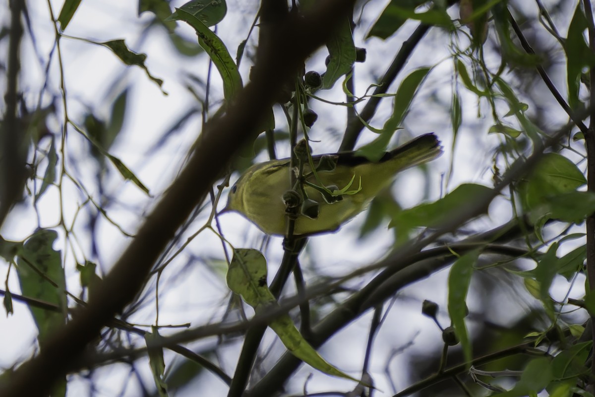 Yellow Warbler - ML623822511