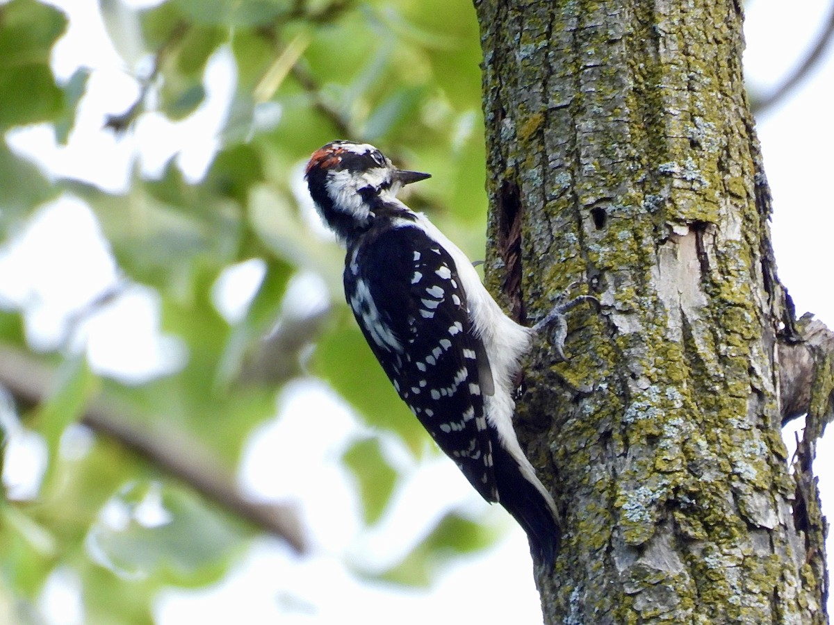 Hairy Woodpecker - Isaac Petrowitz