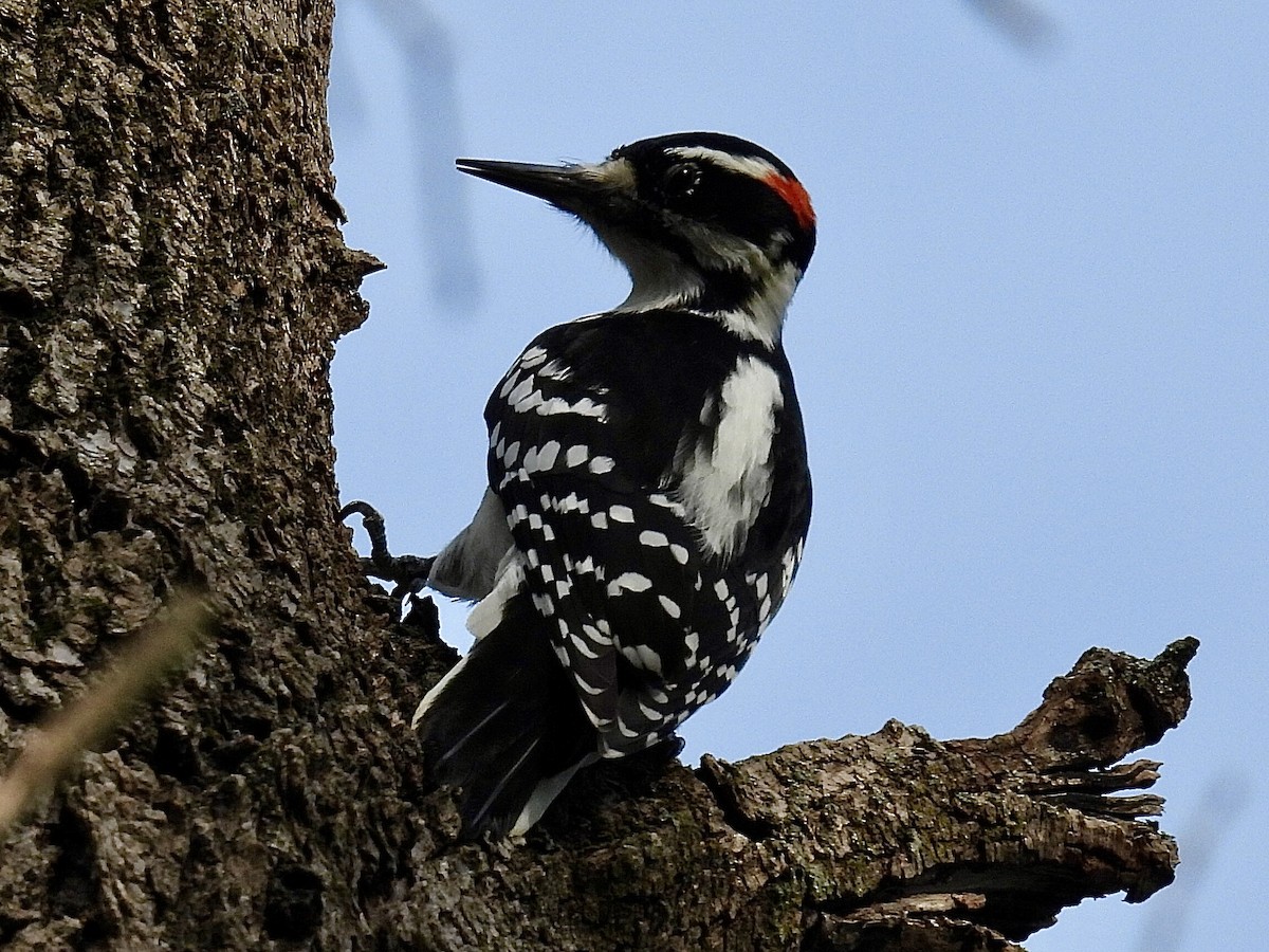 Hairy Woodpecker - ML623822528