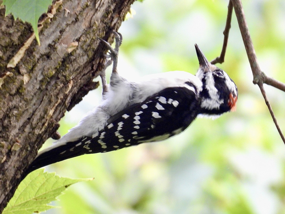 Hairy Woodpecker - ML623822529