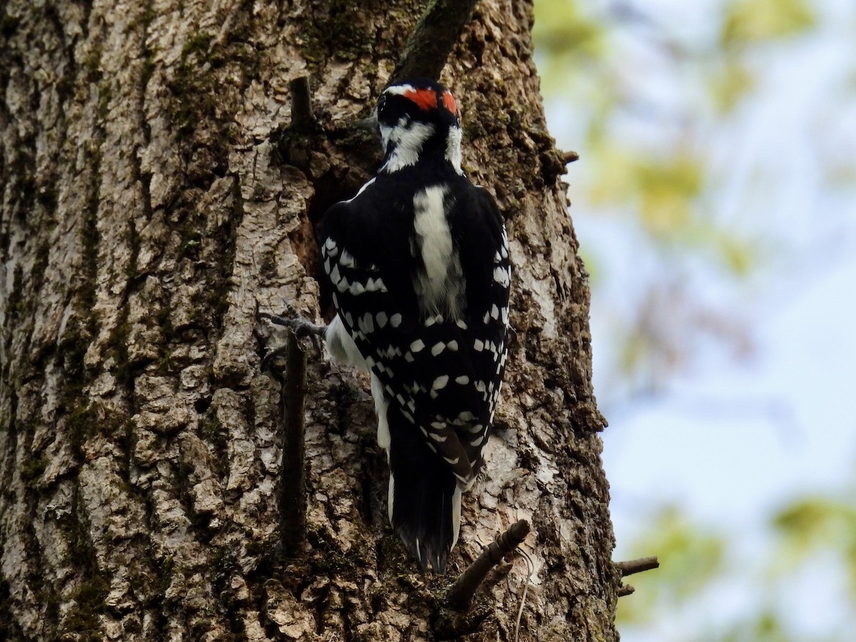 Hairy Woodpecker - ML623822530