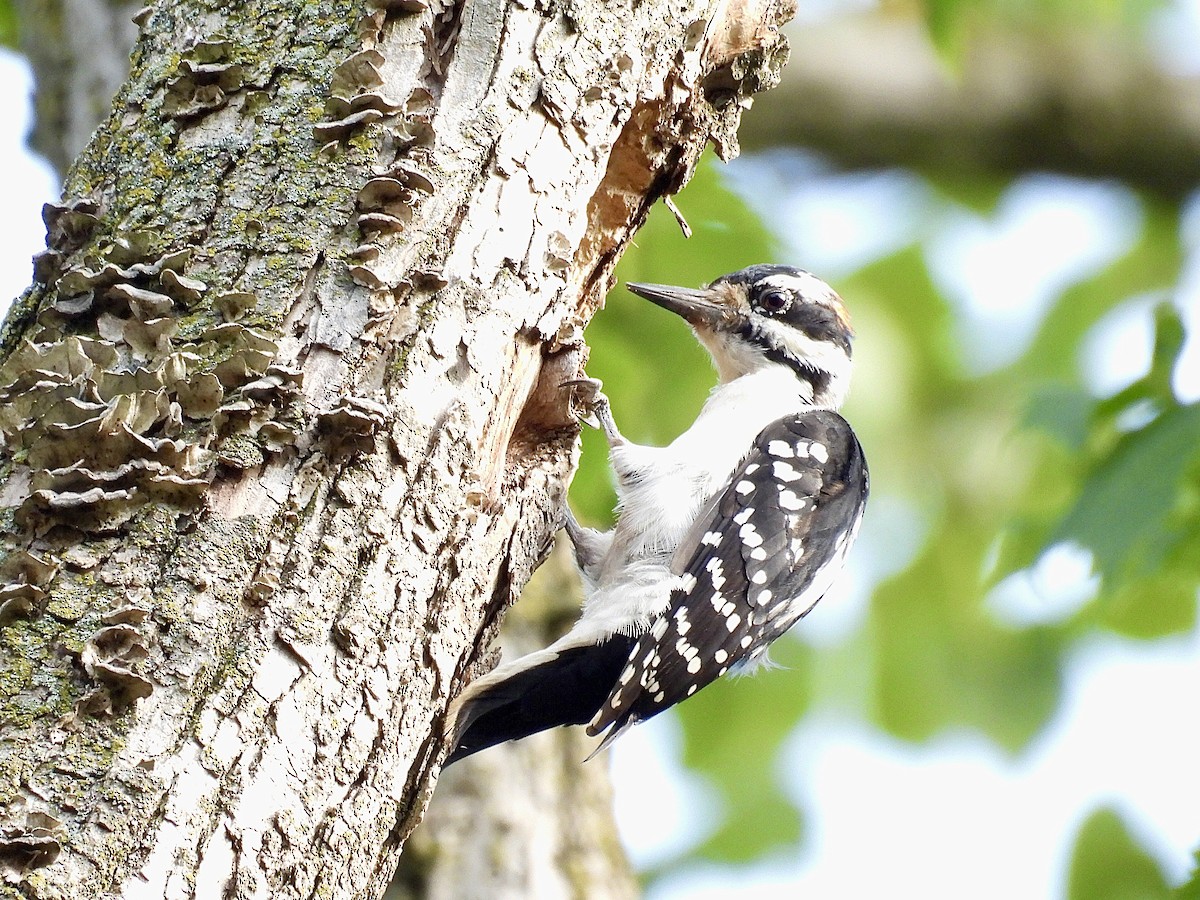 Hairy Woodpecker - ML623822531