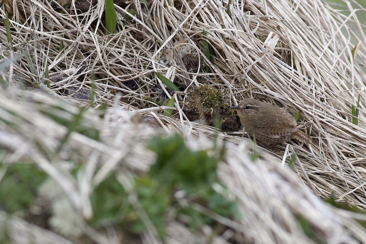 Pacific Wren (alascensis Group) - ML623822558