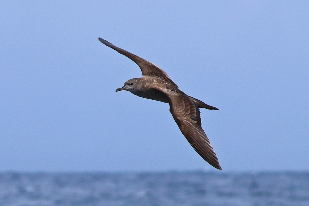 Wedge-tailed Shearwater - 佑淇 陳