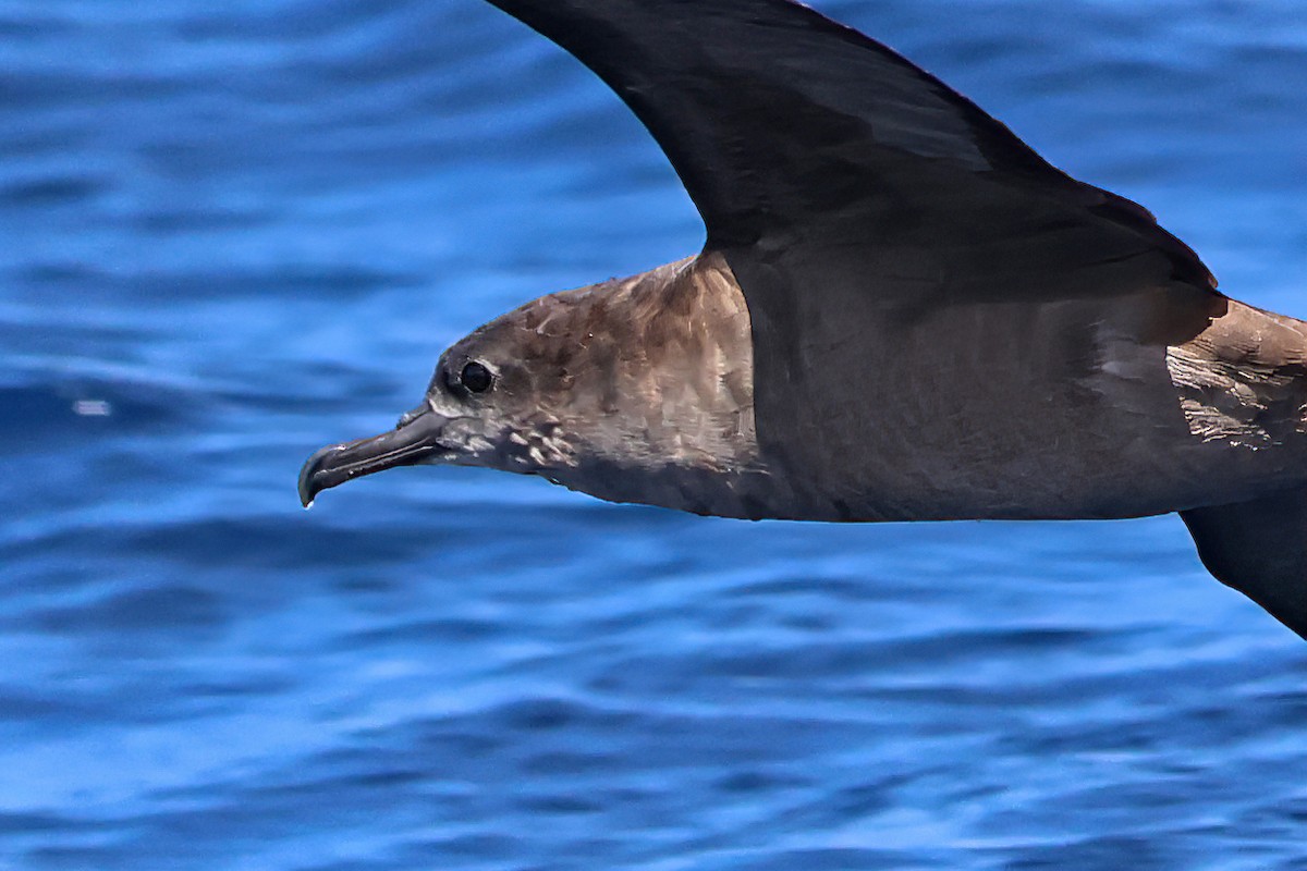 Wedge-tailed Shearwater - ML623822581