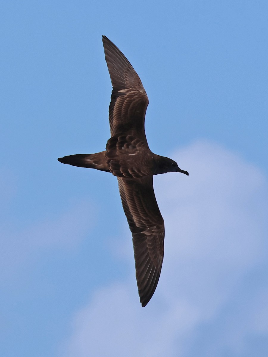 Wedge-tailed Shearwater - ML623822582