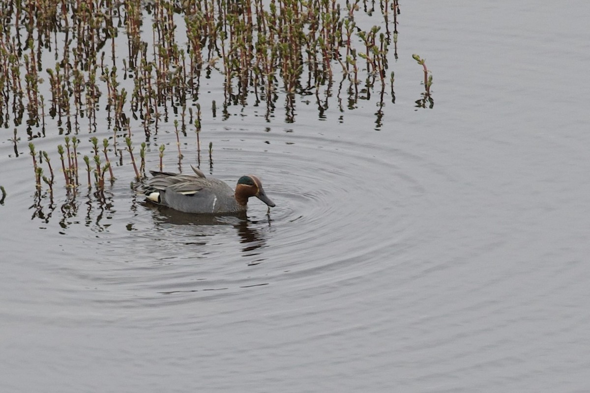 Green-winged Teal (Eurasian x American) - ML623822584