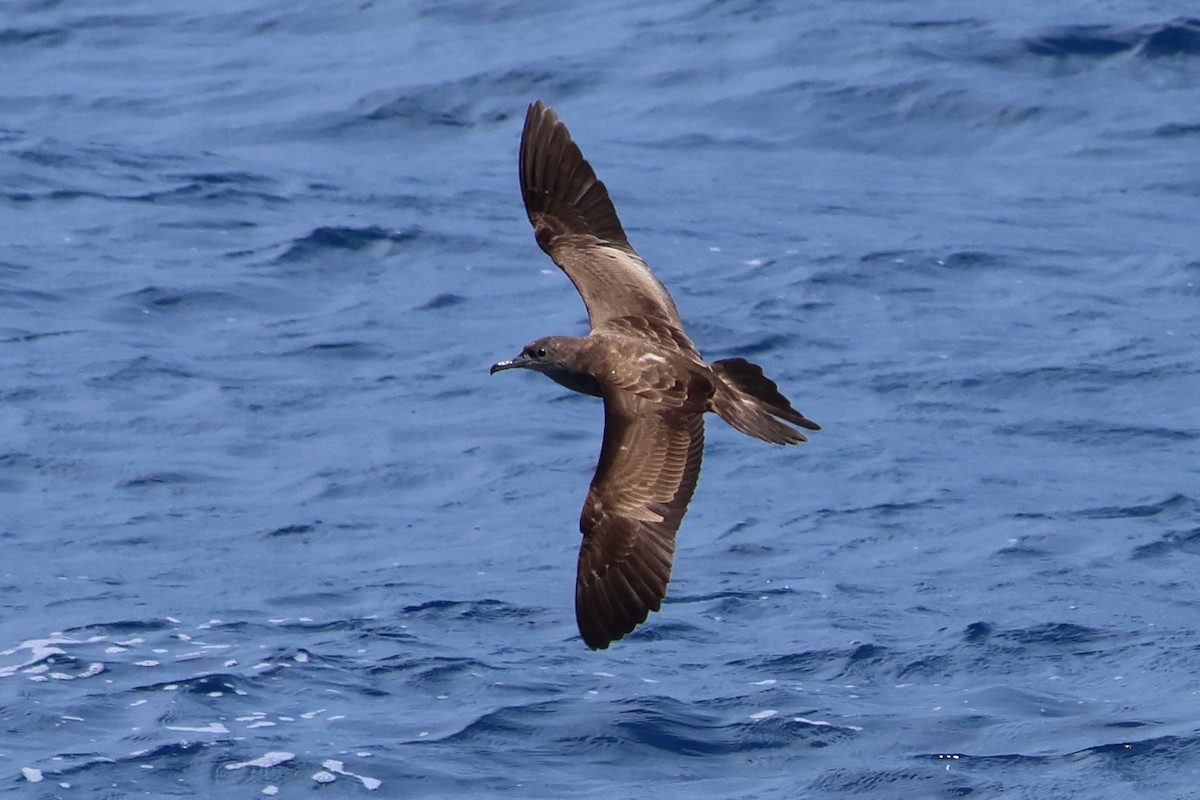 Wedge-tailed Shearwater - ML623822594