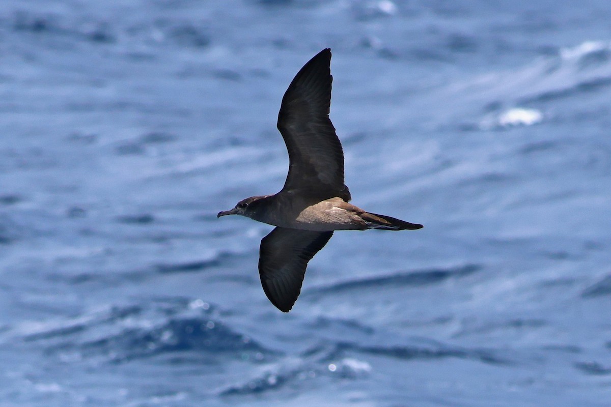 Wedge-tailed Shearwater - ML623822595