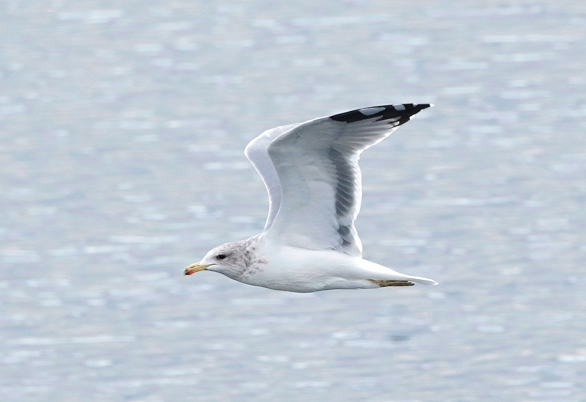 Gaviota Californiana - ML623822606