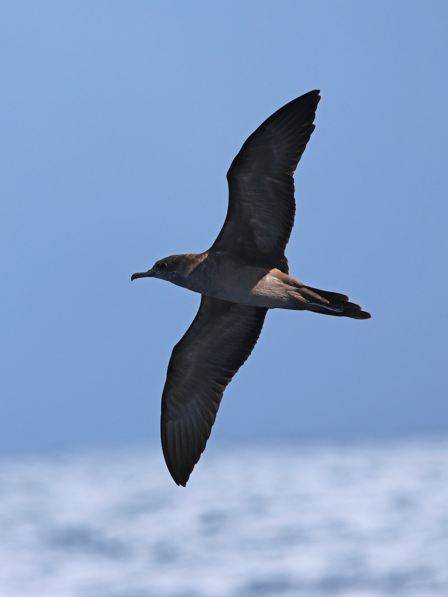 Wedge-tailed Shearwater - ML623822611