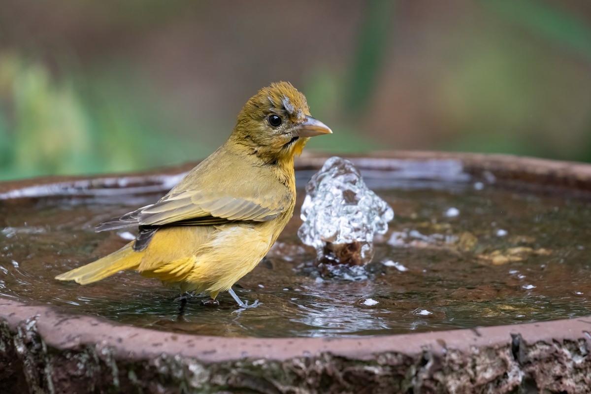 Summer Tanager - ML623822628