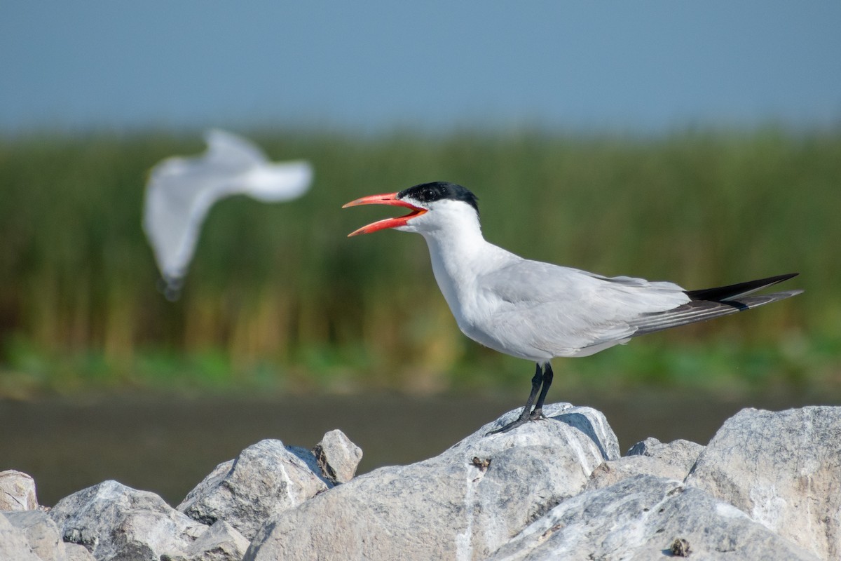 Caspian Tern - Eric Konkol