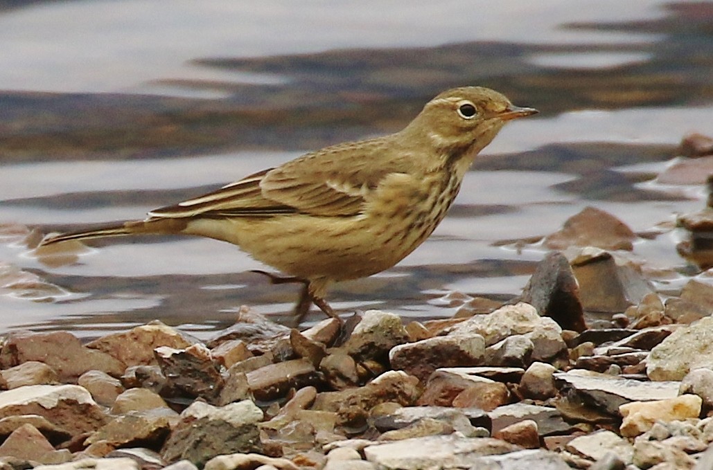 American Pipit - ML623822695