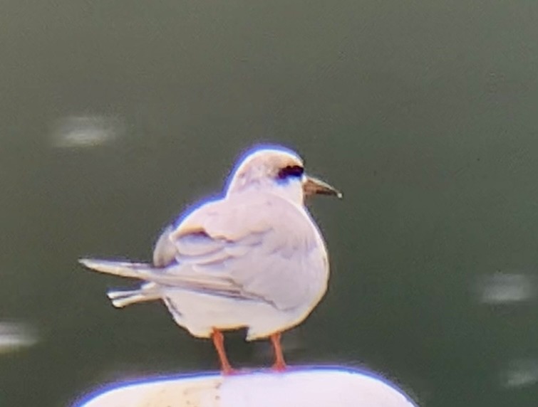 Forster's Tern - ML623822704