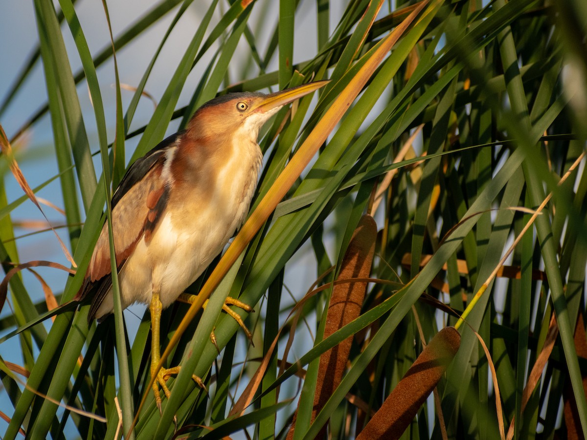 Least Bittern - ML623822706