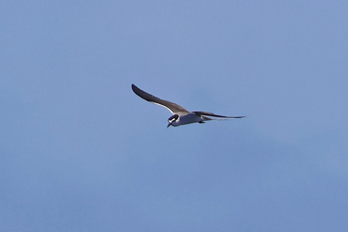 Bridled Tern - ML623822746