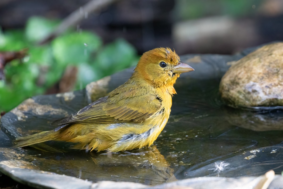 Summer Tanager - ML623822808