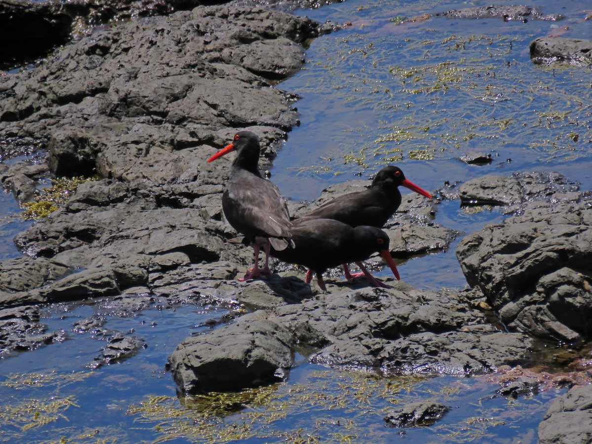 Sooty Oystercatcher - ML623822853