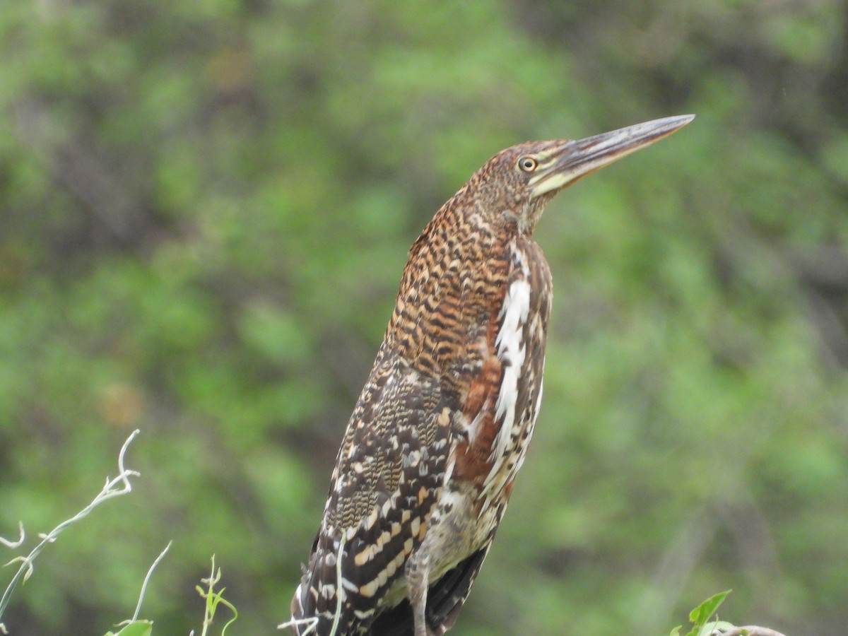 Rufescent Tiger-Heron - ML623822877