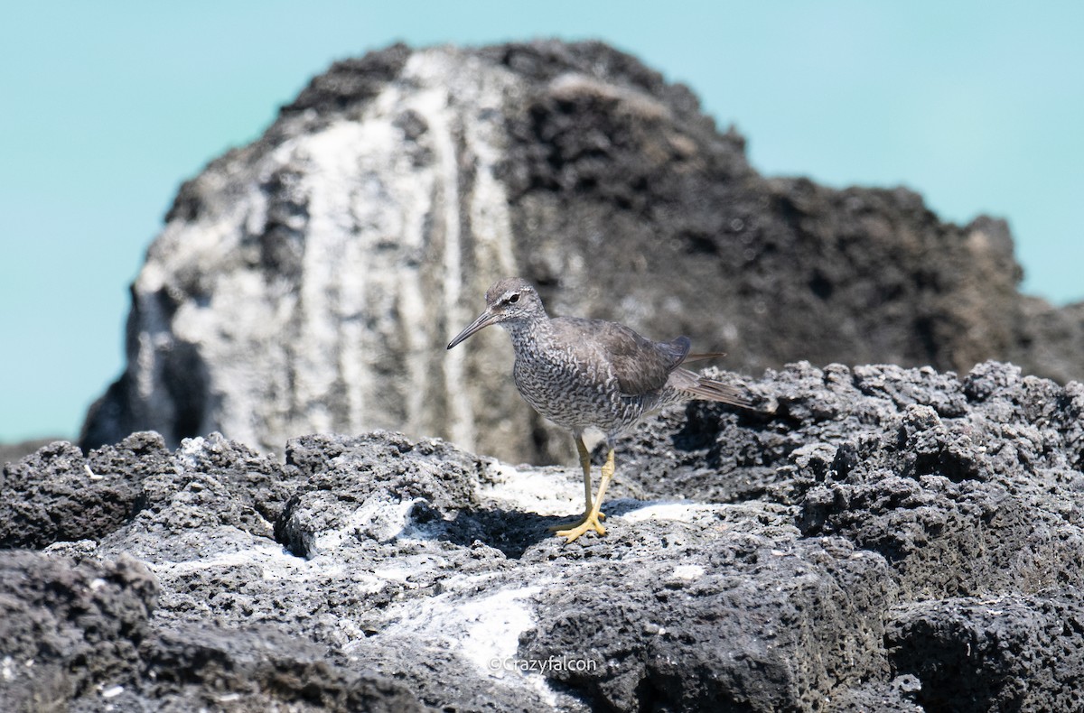 Wandering Tattler - ML623822878