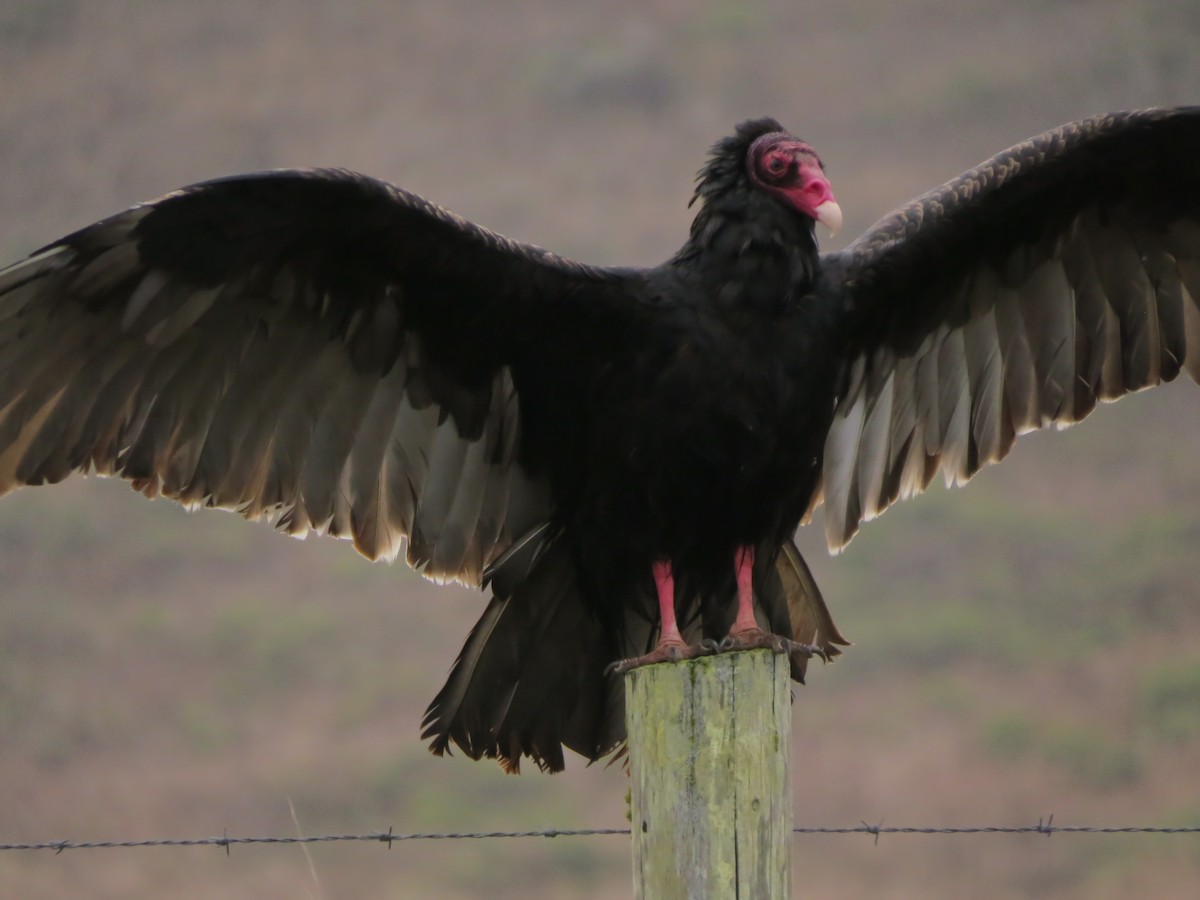 Turkey Vulture (Northern) - ML623822937