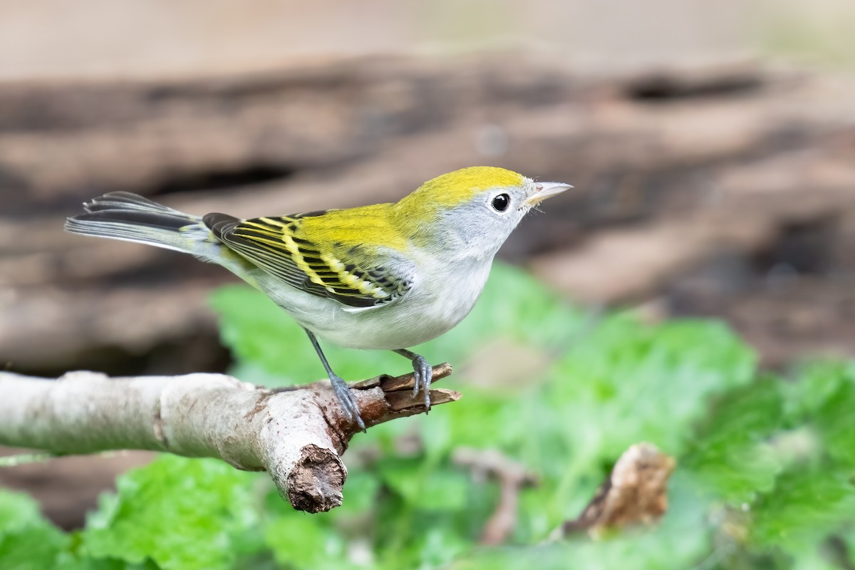 Chestnut-sided Warbler - ML623822952