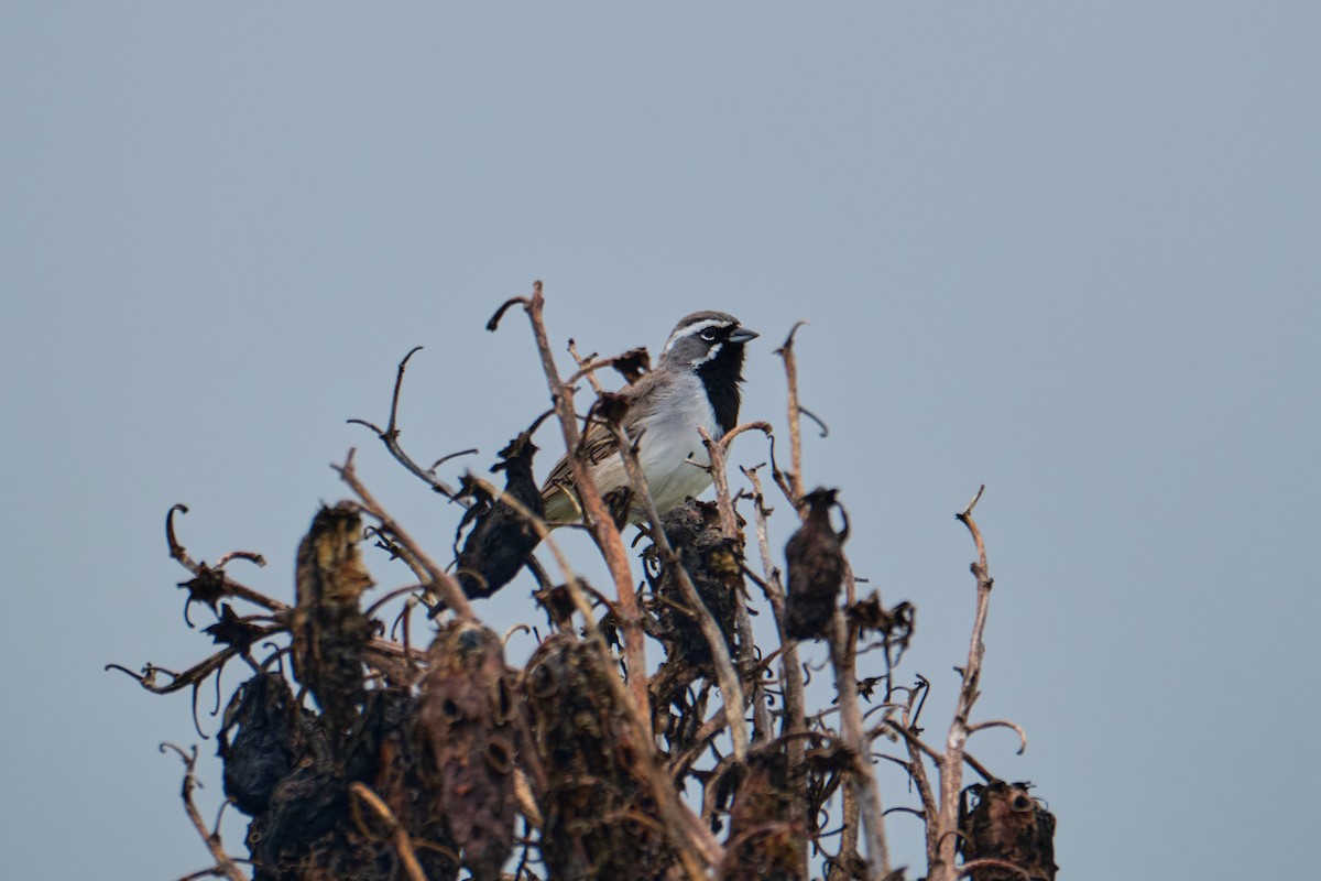 Black-throated Sparrow - ML623822971