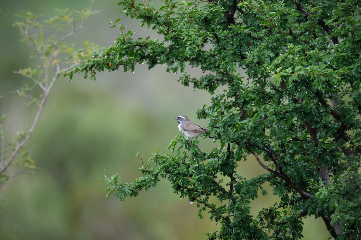 Black-throated Sparrow - ML623822974