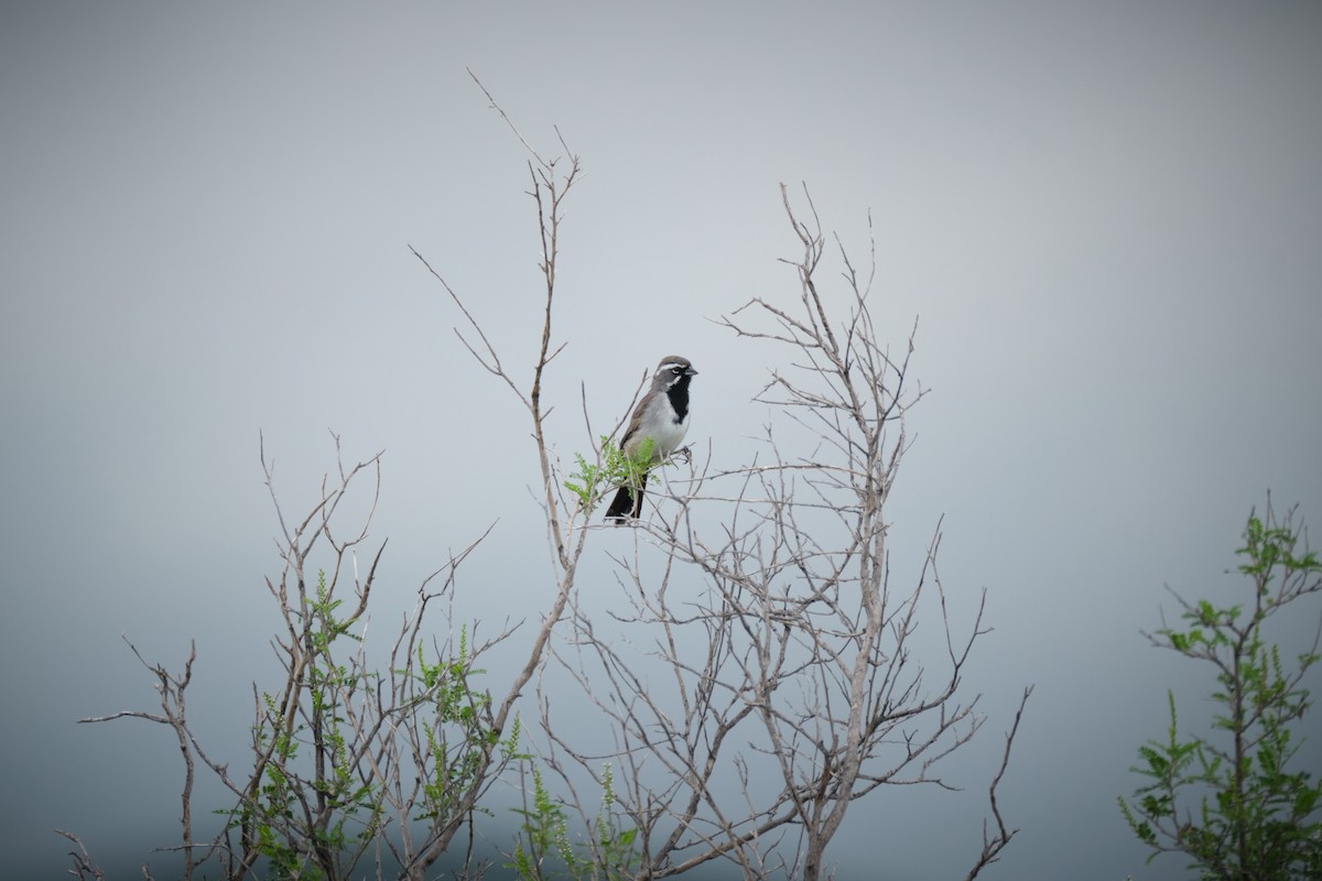 Black-throated Sparrow - ML623822975