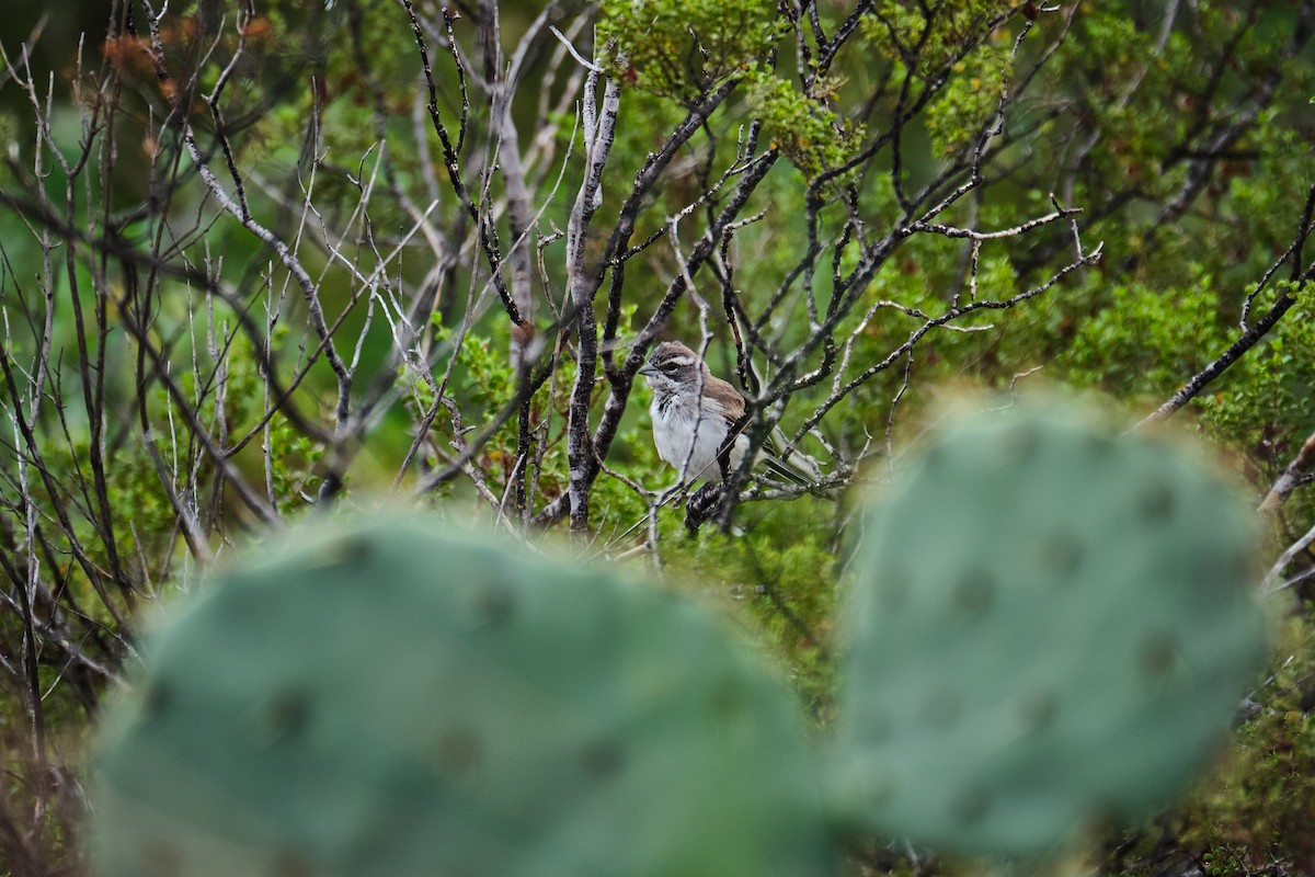 Black-throated Sparrow - ML623822976