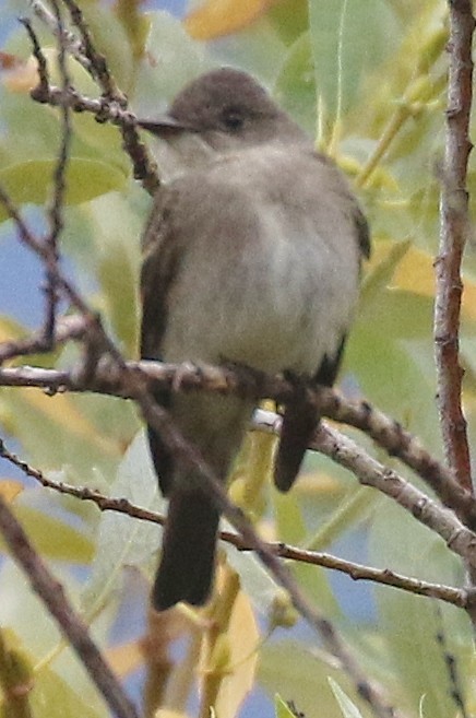 Western Wood-Pewee - ML623822984