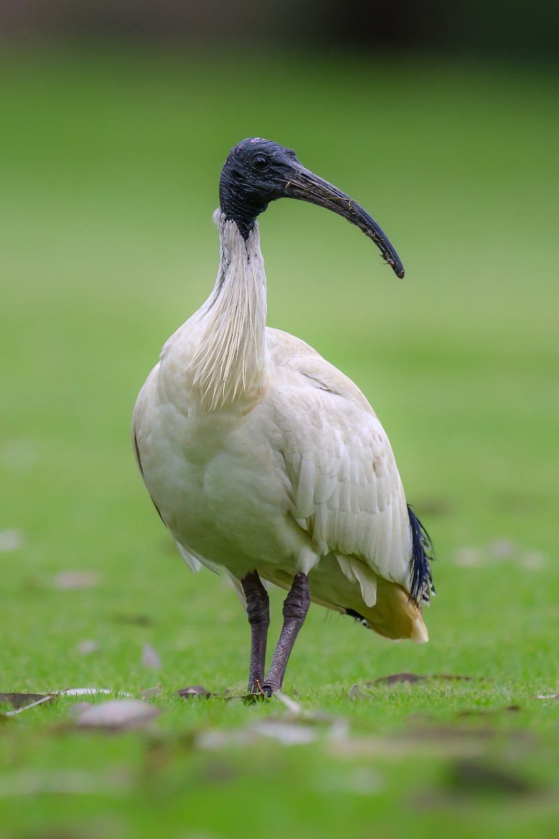 Australian Ibis - ML623823056